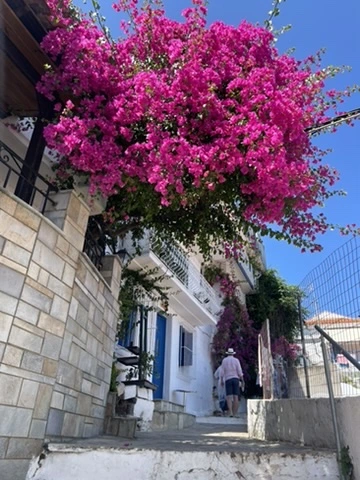 Beautiful flowers on the streets on Skiathos island during summer